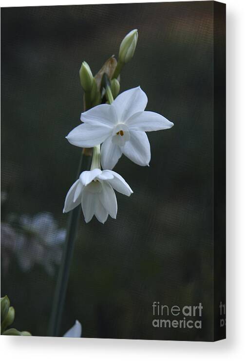 Narcissus Canvas Print featuring the photograph Narcissus  Merlin by Viktor Savchenko