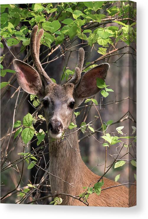 Mule Deer Canvas Print featuring the photograph Mule Deer Buck by Kathleen Bishop