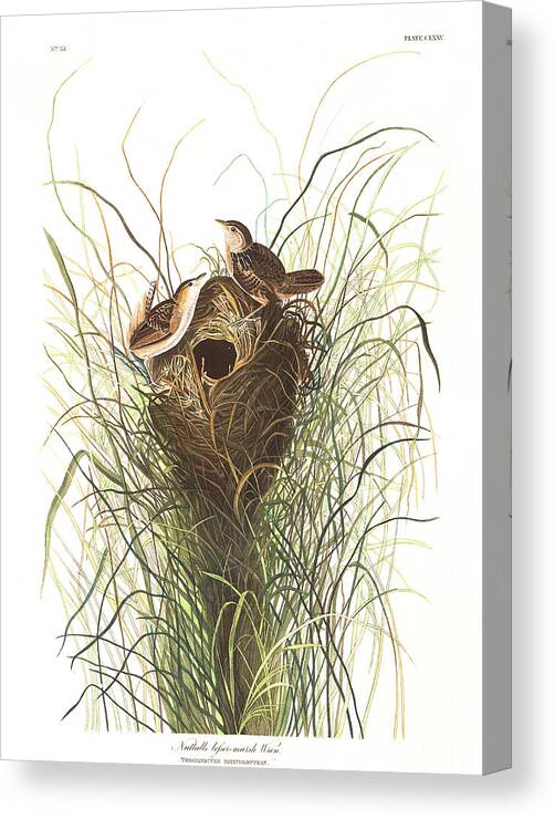 Nuttals Lesser-marsh Wren Canvas Print featuring the painting Nuttals lesser-marsh Wren by John James Audubon