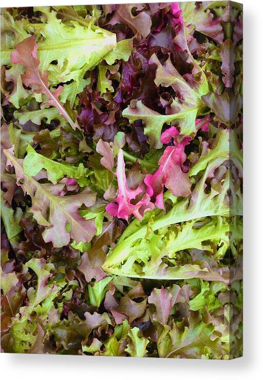  Canvas Print featuring the photograph Oak Leaf Lettuce Mixture by Polly Castor