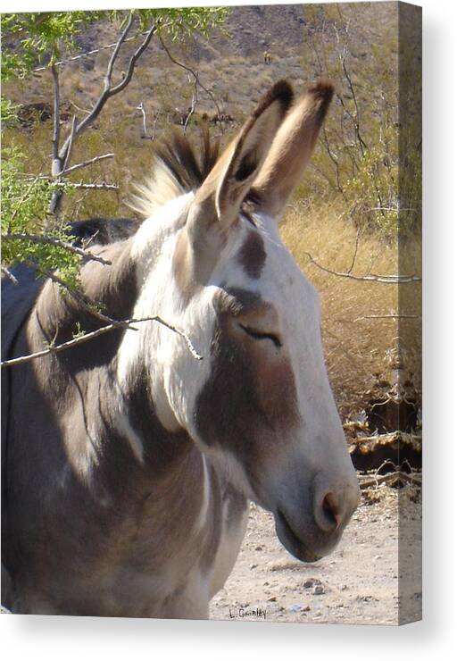Photography Canvas Print featuring the photograph Oatman Burro by Lessandra Grimley