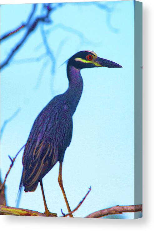 Okefenokee Canvas Print featuring the photograph Okefenokee Bird by Rod Whyte