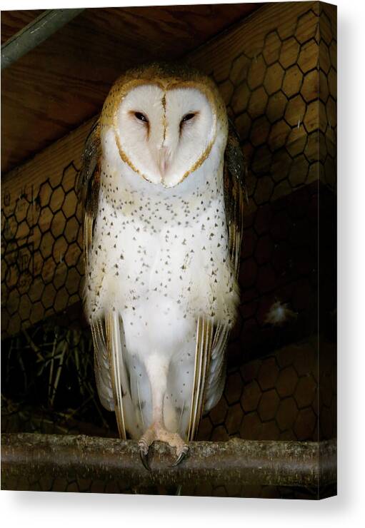 Owl Canvas Print featuring the photograph On one leg by Azthet Photography