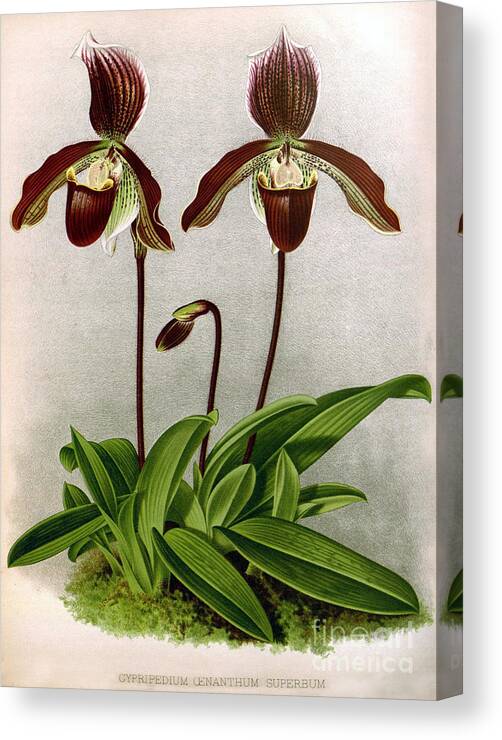 Horticulture Canvas Print featuring the photograph Orchid, C. Oenanthum Superbum, 1891 by Biodiversity Heritage Library