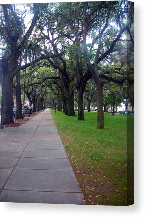 Tree Canvas Print featuring the photograph Path of Beauty by Michael McKenzie