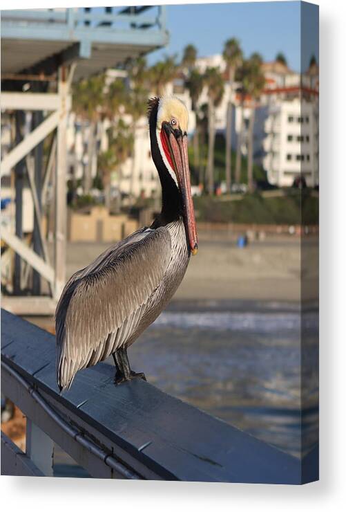 Pelican Canvas Print featuring the photograph Pelican on Pier by Karen Ruhl