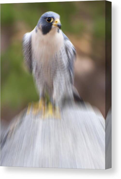 Falco Peregrinus Canvas Print featuring the digital art Peregrine Falcon by Flees Photos