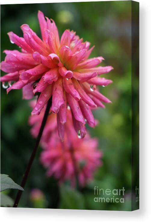 Flora Canvas Print featuring the photograph Pink Dahlia 3 by Jill Greenaway