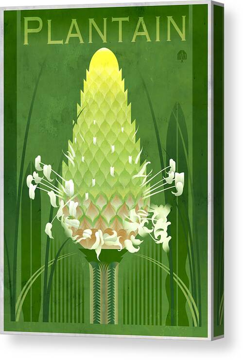Plantain Canvas Print featuring the painting Plantain Buckhorn Floral by Garth Glazier