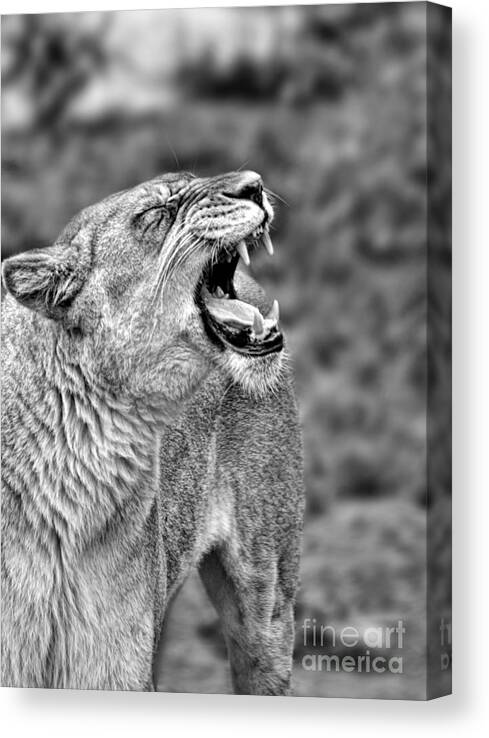 Lion Canvas Print featuring the photograph Portrait of a Roaring Lioness II by Jim Fitzpatrick