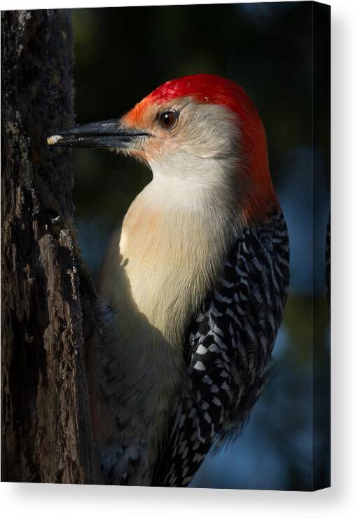 Red-bellied Woodpecker Canvas Print featuring the photograph Portrait of a Woodpecker by Kenneth Cole