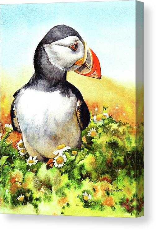Puffin Canvas Print featuring the painting Puffin by Peter Williams