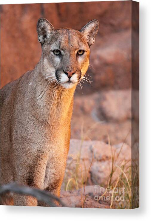 Arizona Canvas Print featuring the photograph Puma At Sunset by Max Allen