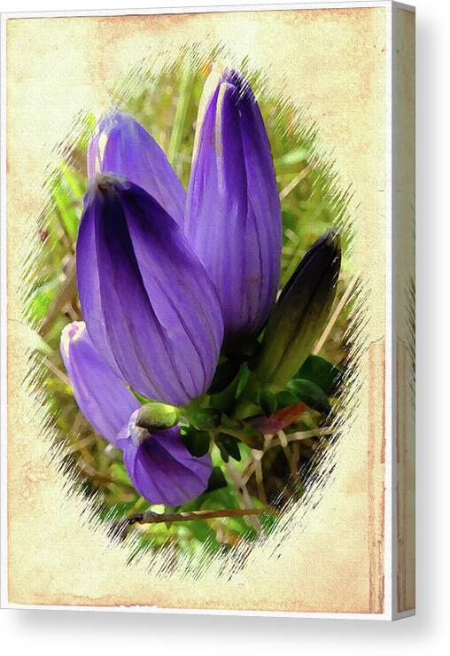 Flower Canvas Print featuring the photograph Bottle Gentian by Scott Kingery