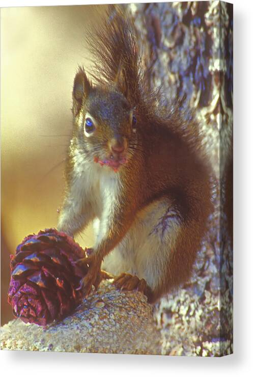 Squirrel Canvas Print featuring the photograph Red Squirrel With Pine Cone by Gary Beeler