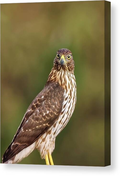Amelia Island Canvas Print featuring the photograph Red-Tailed Hawk by Peter Lakomy