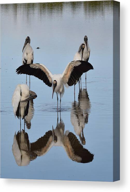 Wood Stork Canvas Print featuring the photograph Reflections by Jim Bennight