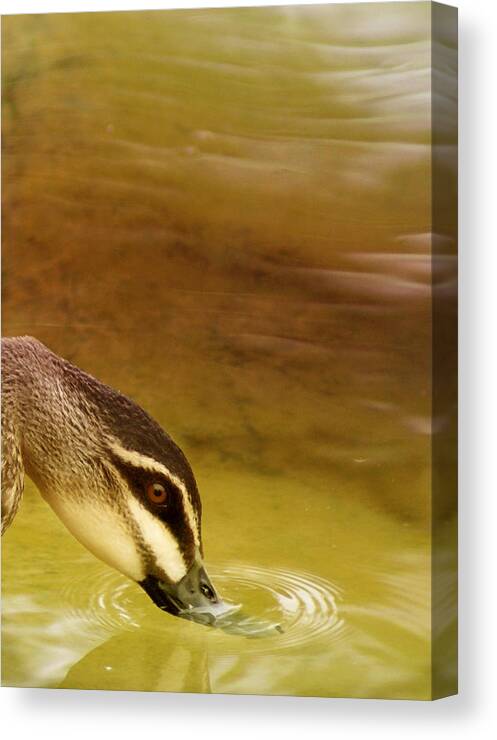 Animals Canvas Print featuring the photograph Ripples by Holly Kempe