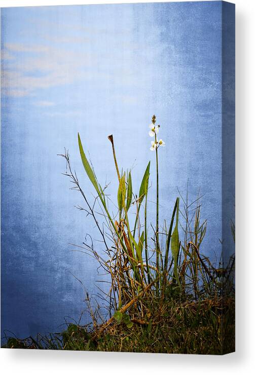 Wildflower Canvas Print featuring the photograph Riverbank Beauty by Carolyn Marshall