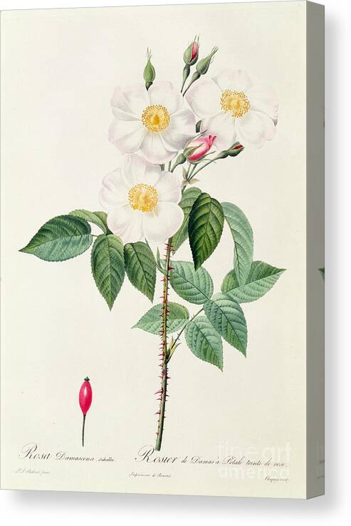Rosa Canvas Print featuring the drawing Rosa Damascena Subalba by Pierre Joseph Redoute