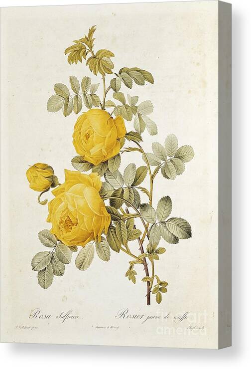 Rosa Canvas Print featuring the drawing Rosa Sulfurea by Pierre Redoute