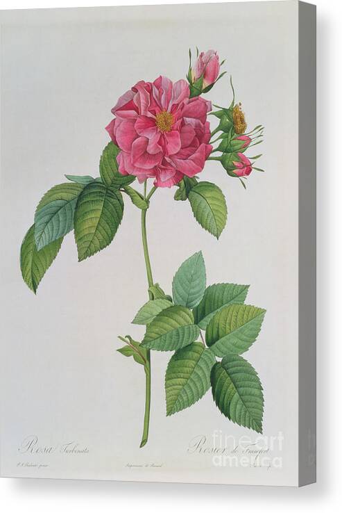 Rosa Canvas Print featuring the drawing Rosa Turbinata by Pierre Joseph Redoute