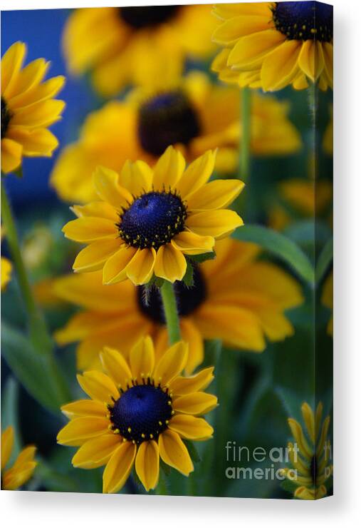 Yellow Canvas Print featuring the photograph Royal Blue by Linda Shafer