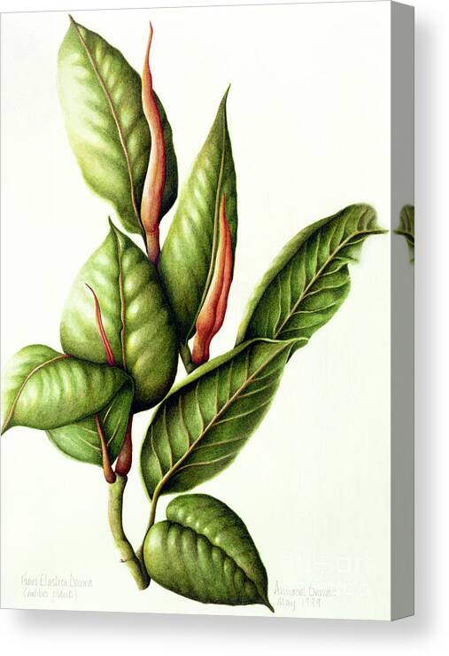 Leaf Canvas Print featuring the painting Rubber Plant by Annabel Barrett