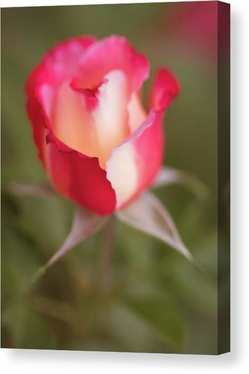 Flower Canvas Print featuring the photograph Soft Garden Rose by Teresa Wilson