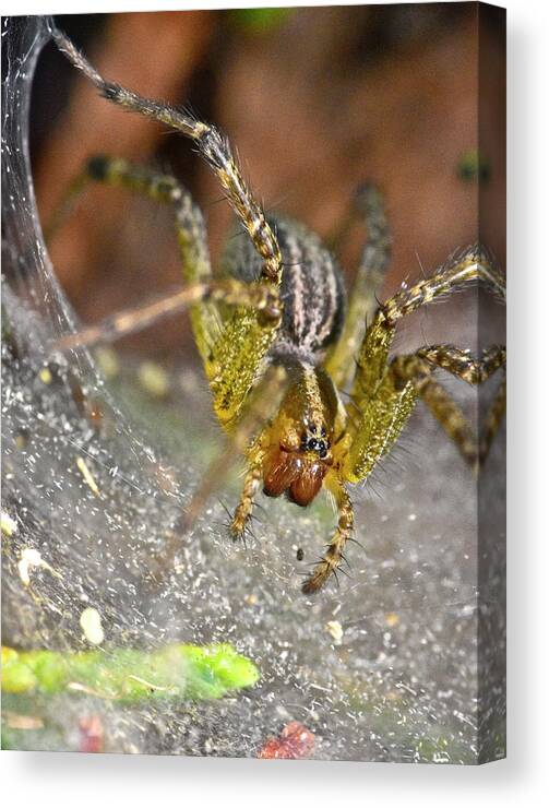 Wall Art Canvas Print featuring the photograph Spider by Jeffrey PERKINS