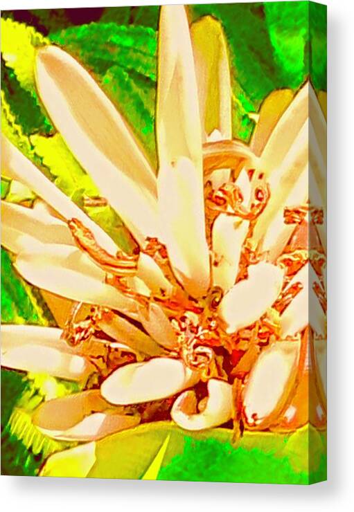 #flowersofaloha #flowers # Flowerpower #aloha #hawaii #aloha #puna #pahoa #thebigisland #spikeygingerinpink #ginger #pink Canvas Print featuring the photograph Spike Ginger in Pink by Joalene Young