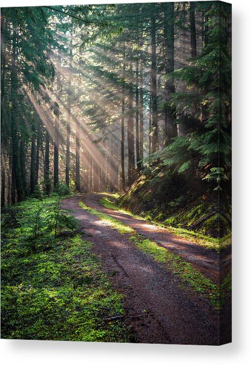 Landscape Canvas Print featuring the photograph Sunbeam in Trees portrait by Jason Brooks