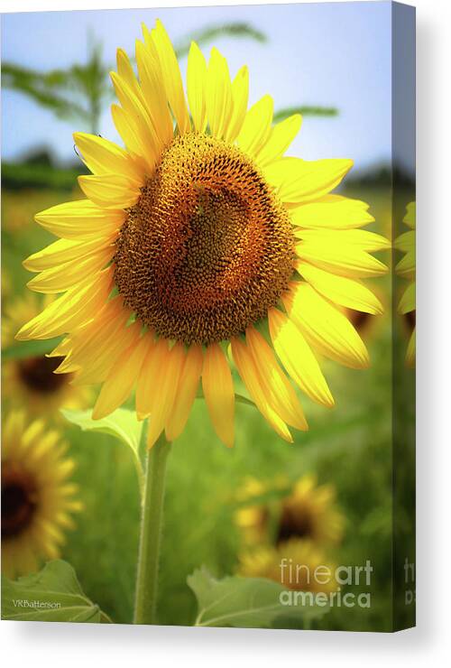 Sunflowers Canvas Print featuring the photograph Sunflowers in Memphis II by Veronica Batterson