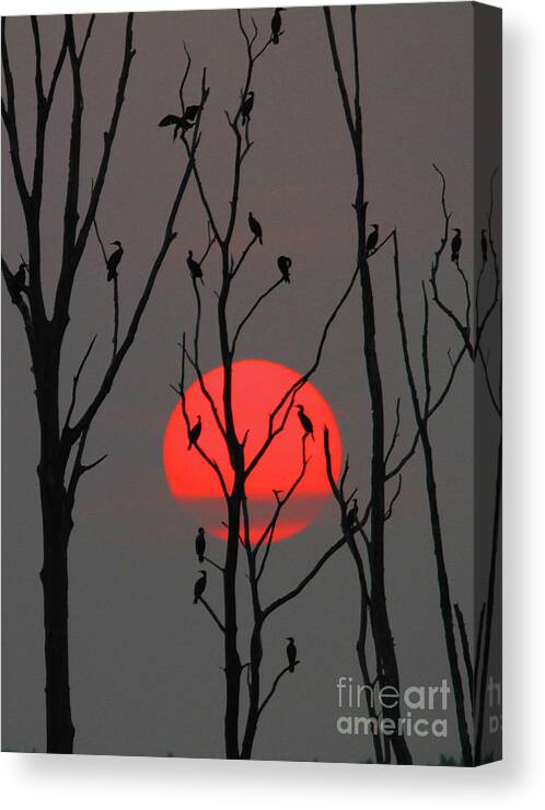 Sunrise Canvas Print featuring the photograph Sunrise Cormorants by Roger Becker