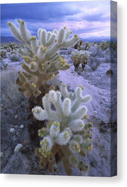 Mp Canvas Print featuring the photograph Teddy Bear Cholla in Joshua Tree by Tim Fitzharris