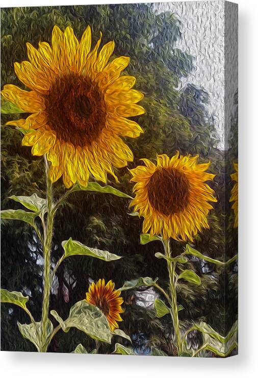 Sunflowers Canvas Print featuring the photograph The Gathering by Carol Eliassen