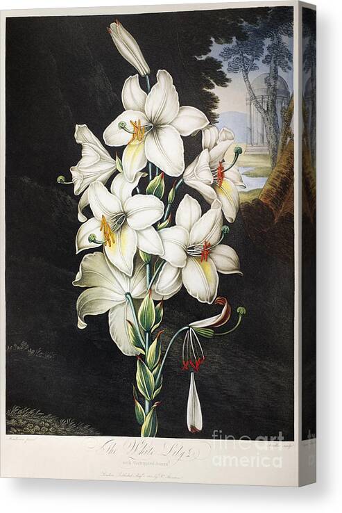 1800 Canvas Print featuring the photograph Thornton: White Lily by Granger
