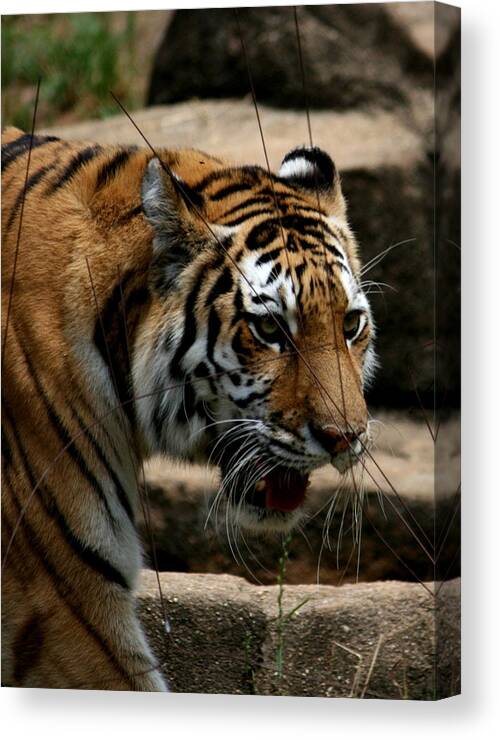 Tiger Canvas Print featuring the photograph Serching by Cathy Harper