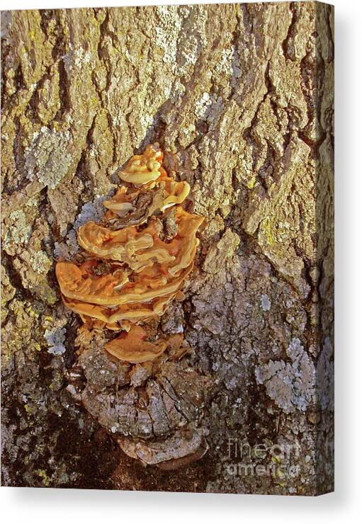Tree With Fungi Canvas Print featuring the photograph Tree with Fungi without Shadows by Mary Ann Weger
