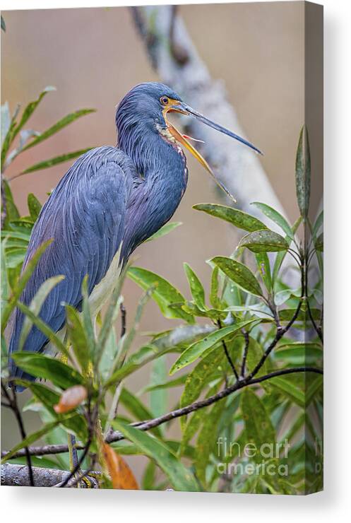 Nature Canvas Print featuring the photograph Tricolored Heron Yawning in Tree - Egretta Tricolor by DB Hayes