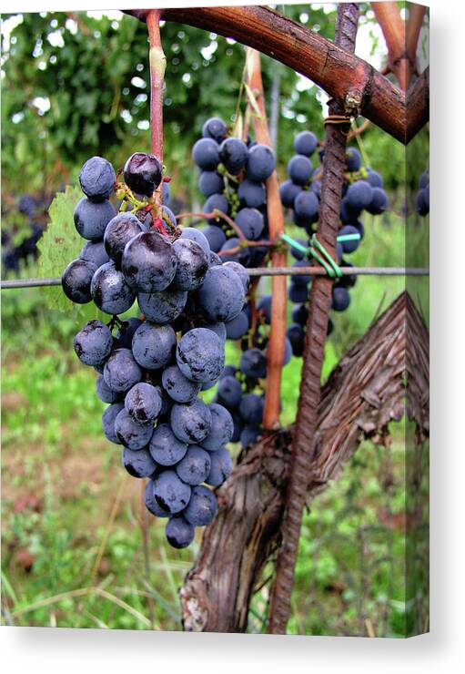 Vineyard Canvas Print featuring the photograph Tuscan Grapes by Mary Capriole