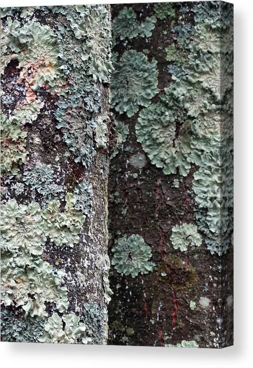 Twin Trees Canvas Print featuring the photograph Twin Tree Lichen by David T Wilkinson