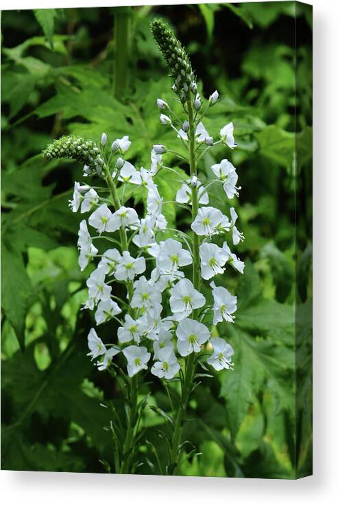 Flowers Flower Spikes White Veronica Speedwell Plant Petals Garden Horticulture Saint Veronica Birds Eye Gypsyweed Flowering Leaf Canvas Print featuring the photograph Veronica by Jeff Townsend