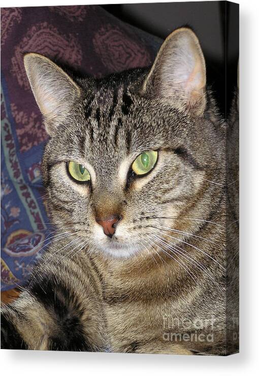 Cat Canvas Print featuring the photograph Volio by Louise Magno