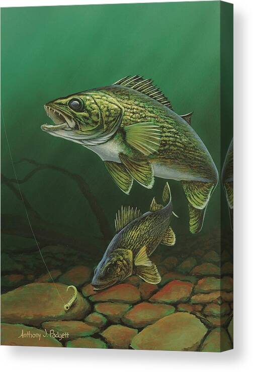 Walleye Canvas Print featuring the painting Walleye by Anthony J Padgett