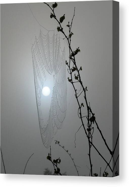 Spider Web Canvas Print featuring the photograph Web Glow by Peggy Urban