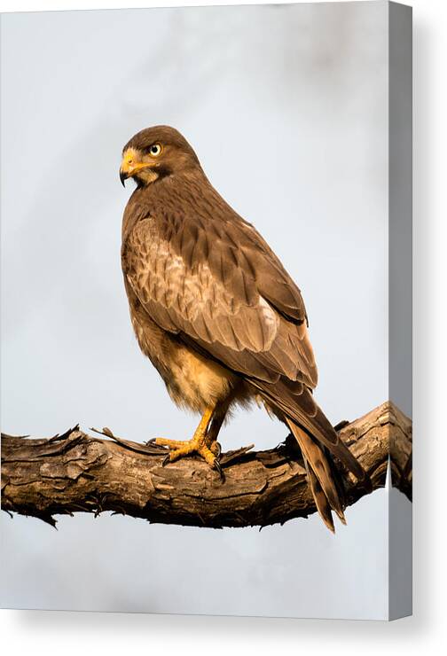 Photography Canvas Print featuring the photograph White-eyed Buzzard Butastur Teesa by Panoramic Images