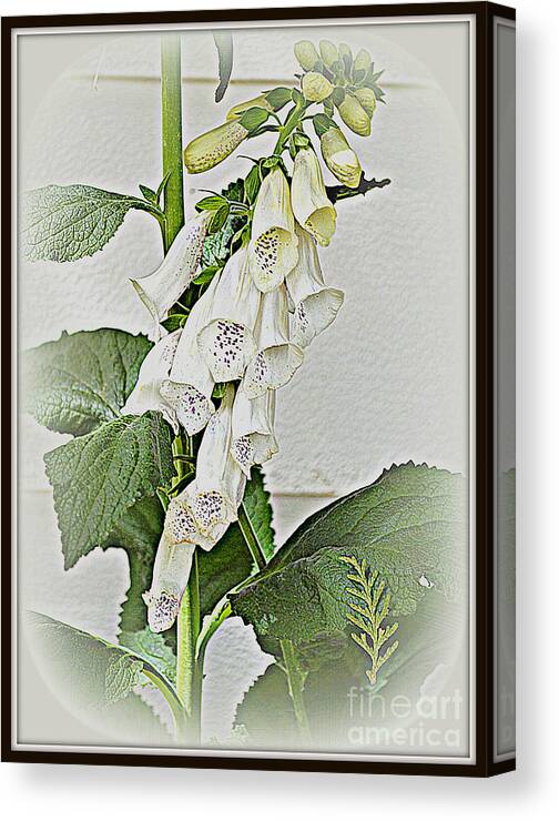 Botanical Canvas Print featuring the photograph White Foxglove by Diane montana Jansson