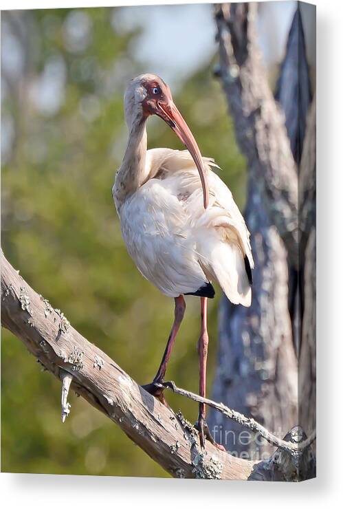 American White Ibis Canvas Print featuring the photograph Wild Birds - American White Ibis by Kerri Farley