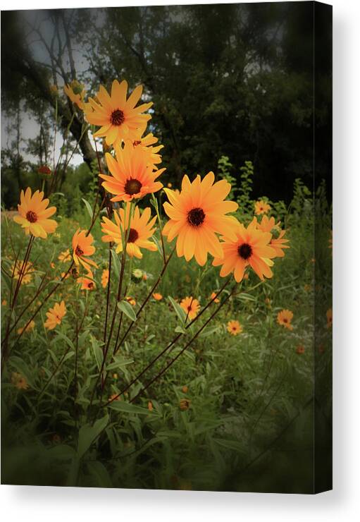 Flower Canvas Print featuring the photograph Woodland Sunflower by Scott Kingery
